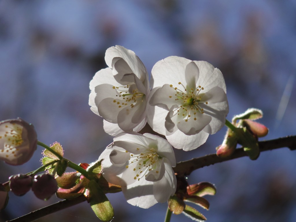 桜花三選#3