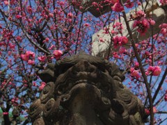 花護る狗