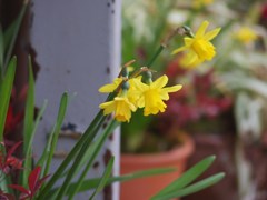 冬の花