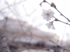 二季桜