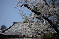 お寺の桜