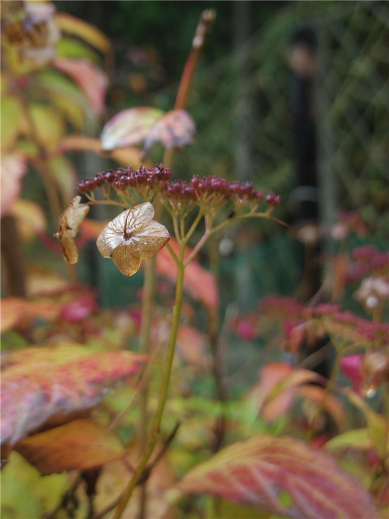 枯花