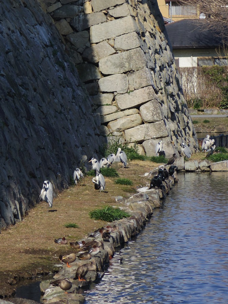 それぞれのテリトリー