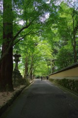 青葉の頃