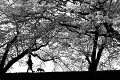 Passing Pictures #1