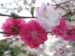源平桃花