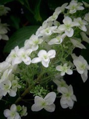 紫陽花だより