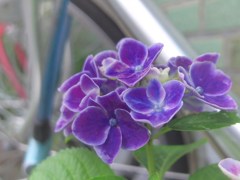 路傍の花