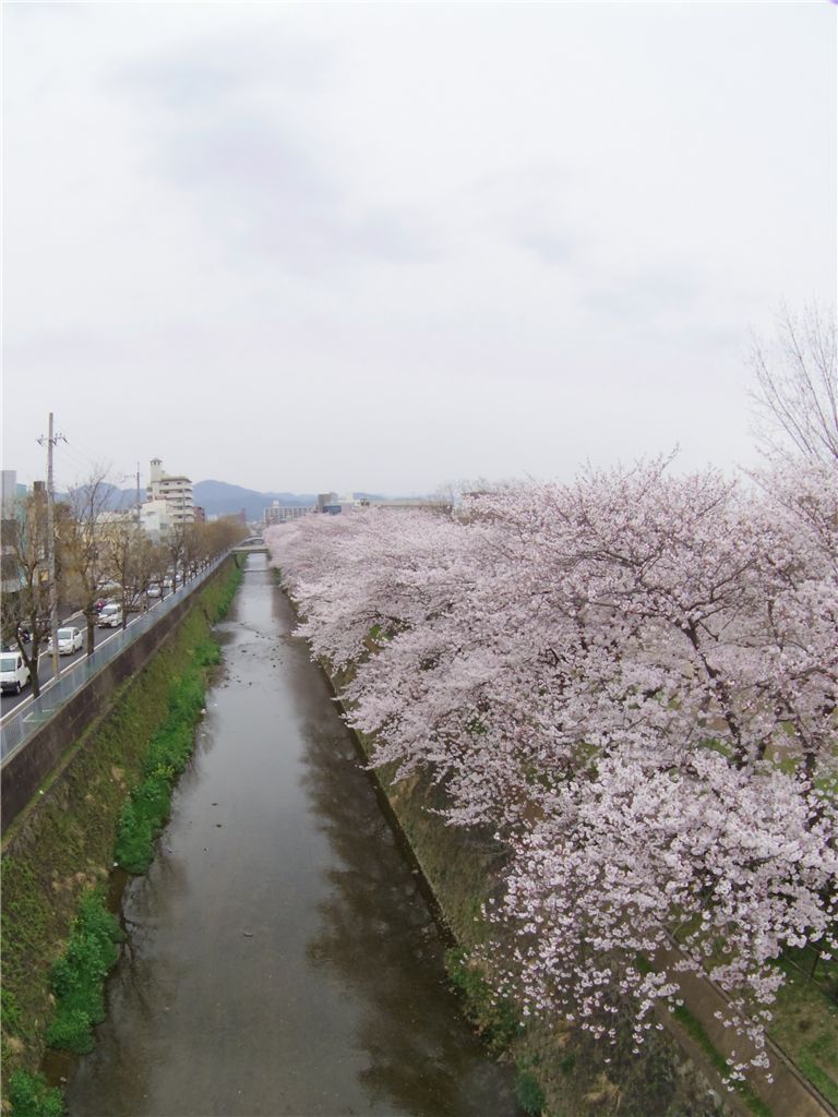 雲ニ紛フ堤ノ桜並木