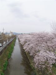 雲ニ紛フ堤ノ桜並木