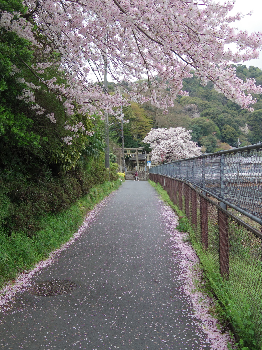 桜の径
