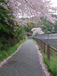 桜の径