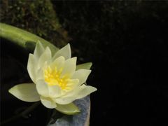 ささやかに