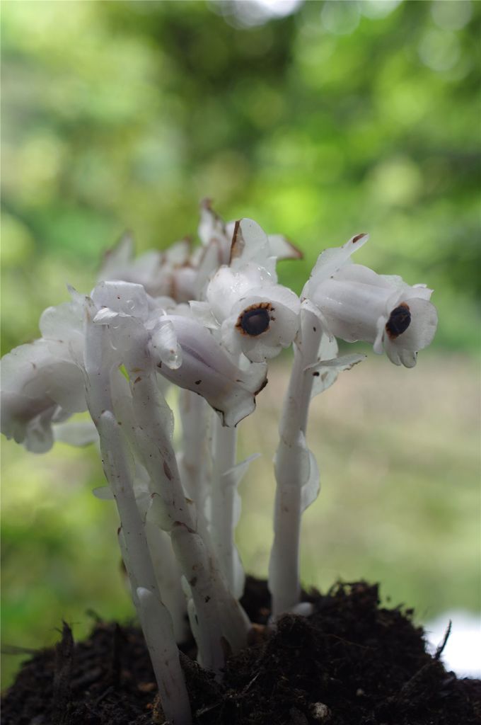 ギンリョウソウ