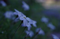 日陰の花