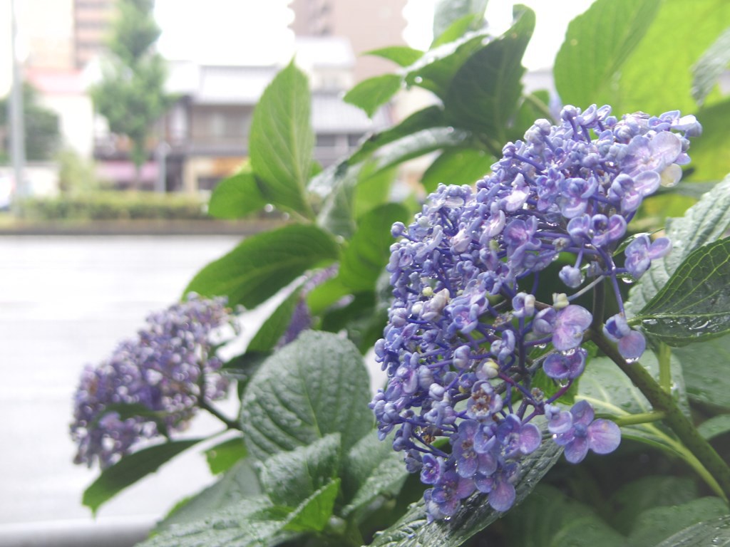 待つや久し