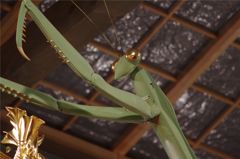 Green Mantis
