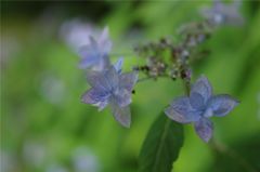 六花撰#4