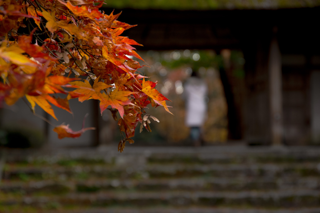 「椛」に背いて帰る