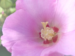 Hibiscus Mutabilis