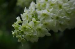 六花撰#3