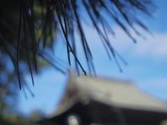松露