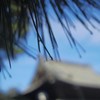 松露