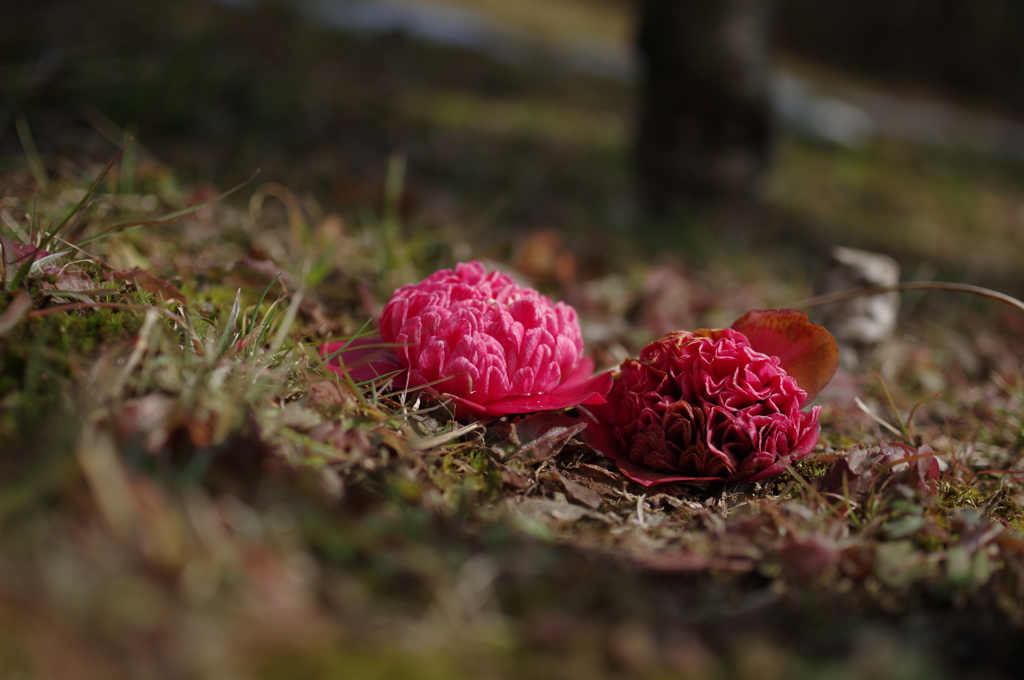 落花狼藉