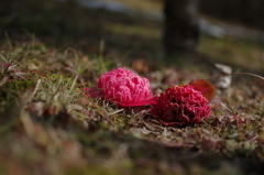 落花狼藉