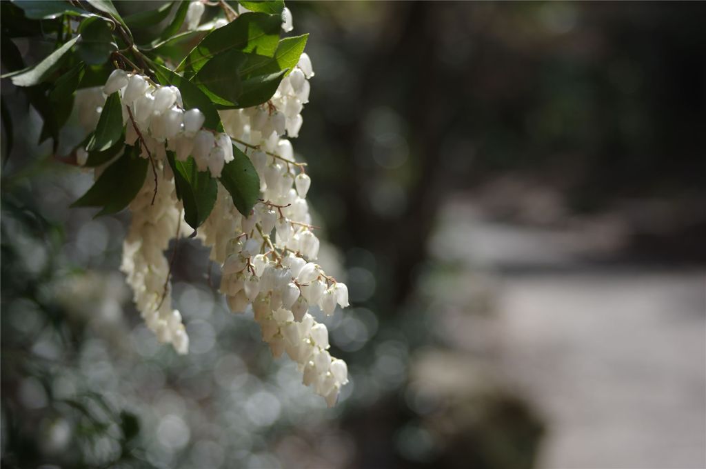 馬酔木　Ashibi