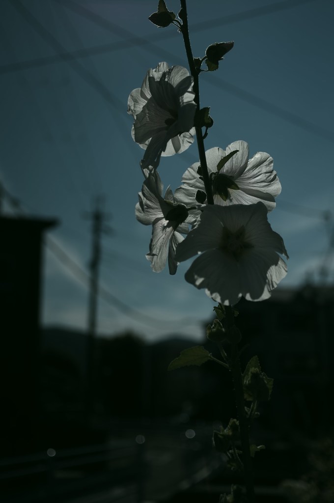 UZUMASA #4