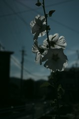 UZUMASA #4