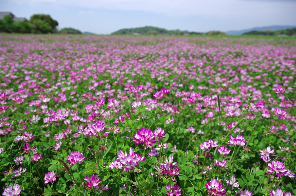 春すぎて 夏来たるらし By Wabisuke Id 写真共有サイト Photohito