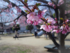 魁