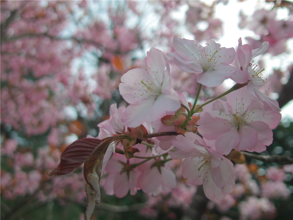 百年桜 #2
