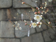 天神さんの梅・白梅