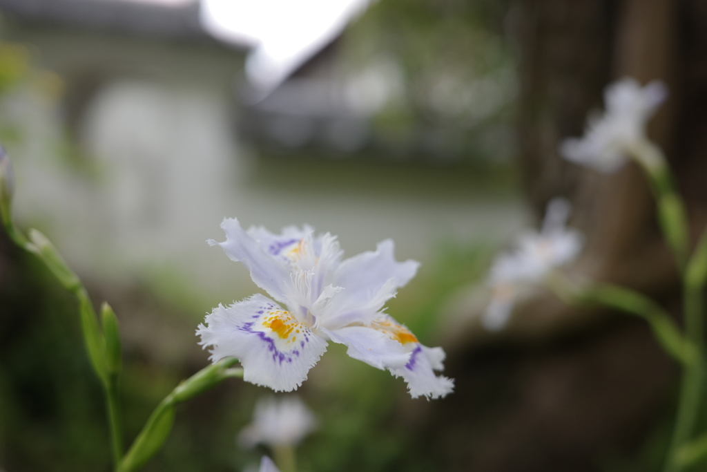胡蝶花