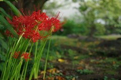 曼珠沙華二題#1