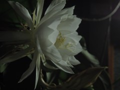 月下美人