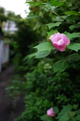 ならまち逍遥#1