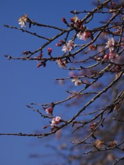 二季桜