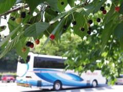 Cherries not for eat