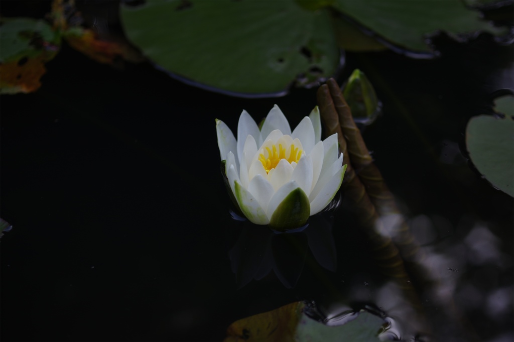 睡蓮