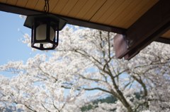 山国の春#1