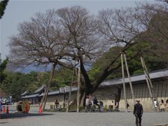 清水谷の椋