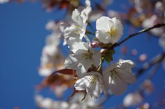 桜花三選#2