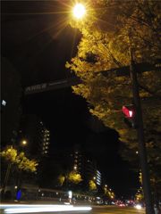 ケヤキ並木夜景