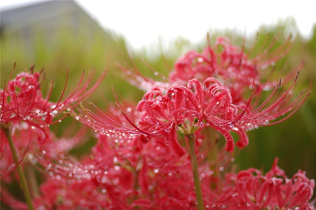 朱華