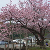 百年桜 #1