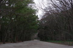 Hazy Shade of Winter